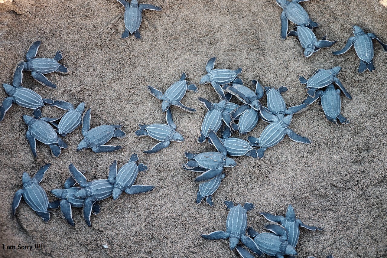 Blue Sea Turtles