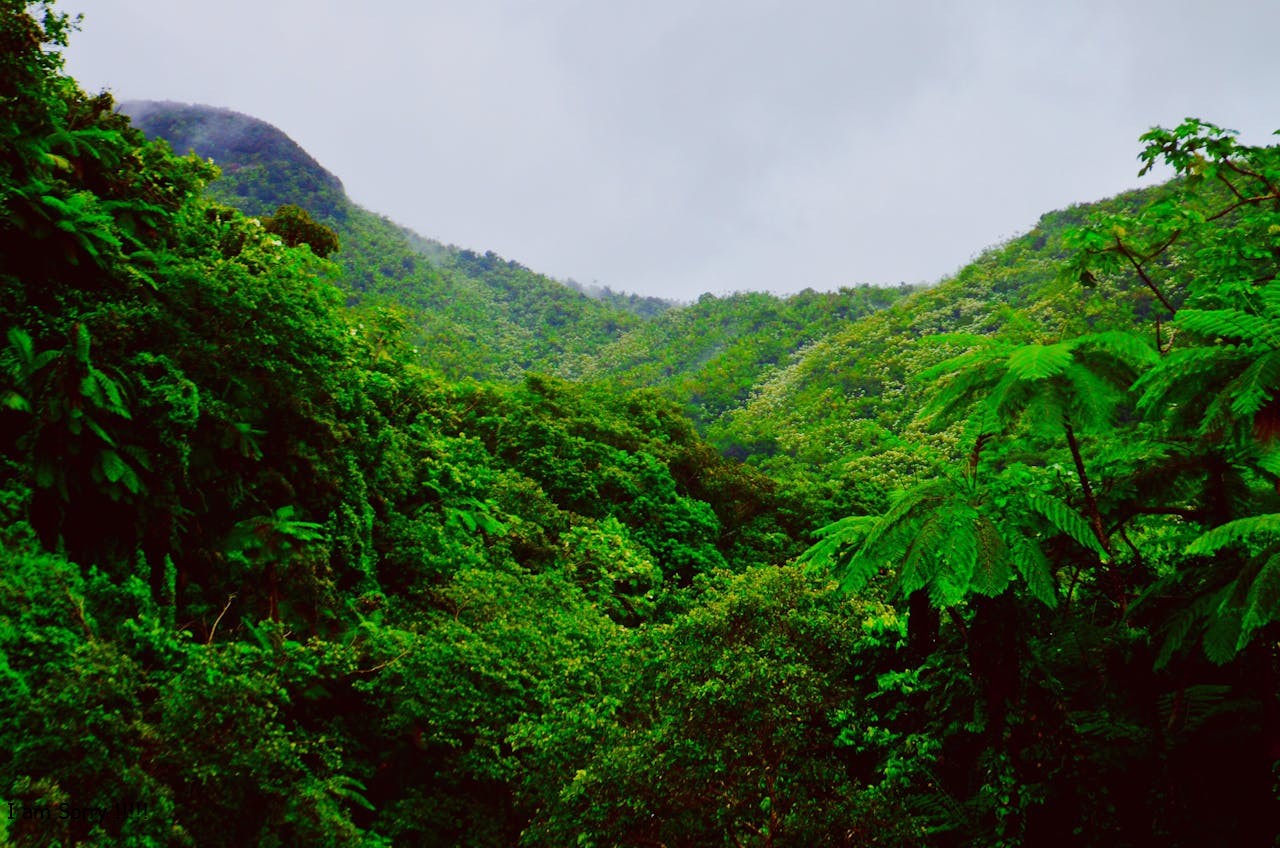 Río Grande, Río Grande, Puerto Rico